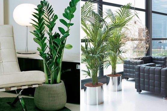 1 Decoração com plantas