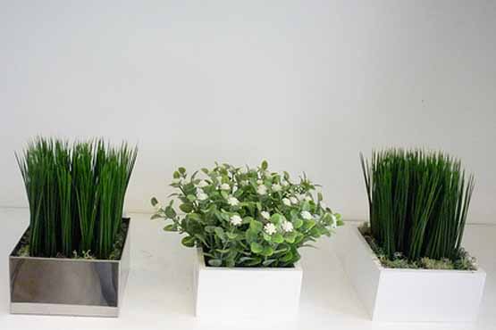 13 Decoração com plantas