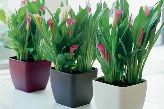 14 Decoração com plantas