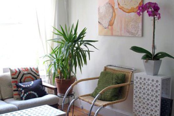 17 Decoração com plantas