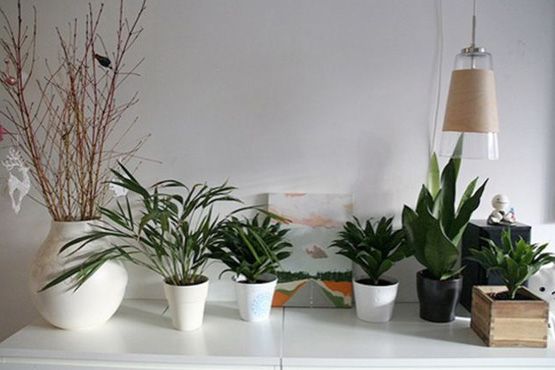 18 Decoração com plantas