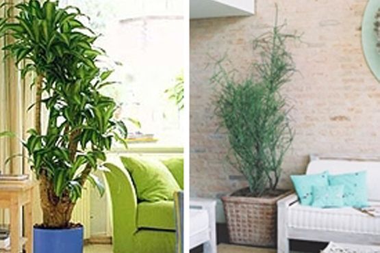 8 Decoração com plantas