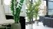 thumbs 1 Decoração com plantas