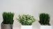 thumbs 13 Decoração com plantas