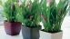thumbs 14 Decoração com plantas