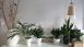 thumbs 18 Decoração com plantas