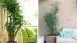 thumbs 8 Decoração com plantas
