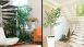 thumbs feng shui 4 Feng Shui – Aprenda a harmonizar sua casa