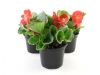 thumbs begonia 7 tipos de plantas para quem tem pouco tempo livre
