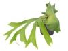 thumbs chifre de veado 7 tipos de plantas para quem tem pouco tempo livre