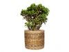 thumbs crassula 7 tipos de plantas para quem tem pouco tempo livre