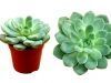 thumbs rosa de pedra 7 tipos de plantas para quem tem pouco tempo livre