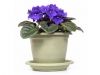 thumbs violeta 7 tipos de plantas para quem tem pouco tempo livre