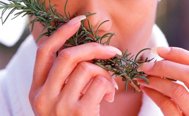 ervas medicinais  Ervas medicinais na alimentação