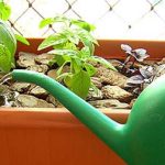horta em casa 150x150 Horta em casa