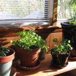 como cuidar plantas vaso 150x150 Como cuidar bem de plantas em vaso