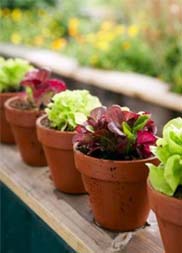 cuidar plantas vaso 2 Como cuidar bem de plantas em vaso