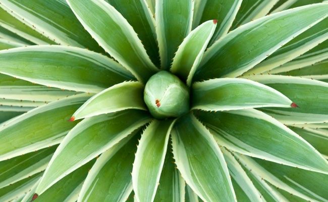 os-beneficios-do-nectar-de-agave-para-a-saude
