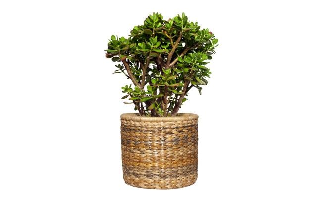 Crássula. Foto: Reprodução