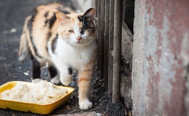 veja-como-gatos-abandonados-salvaram-uma-vila-inteira