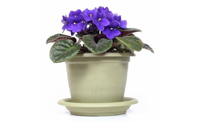 Violeta. Foto: Reprodução