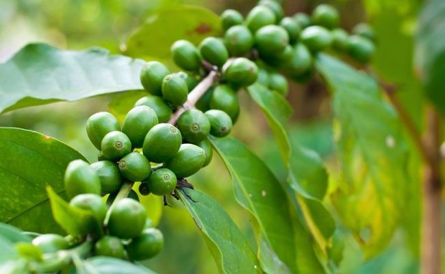 cafe verde mais um aliado para a sua dieta Café verde: mais um aliado para a sua dieta
