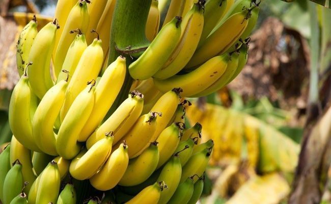 banana banana Bananas: benefícios e dicas para adiantar ou retardar o amadurecimento