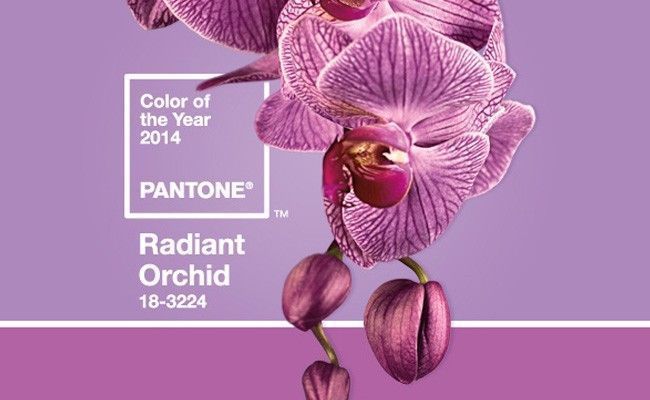orquidea-radiante-cor-de-2014