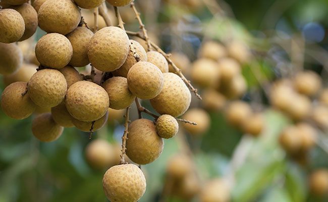 fruta-longan