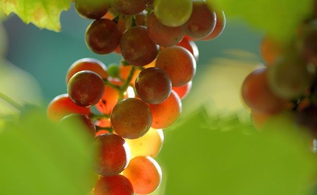 uva-diversos-beneficios-para-a-saude