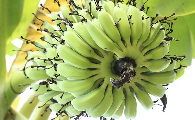 biomassa-de-banana-verde-2