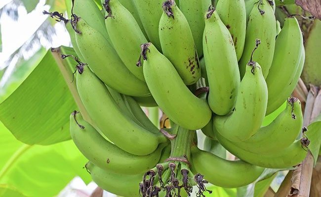 biomassa-de-banana-verde