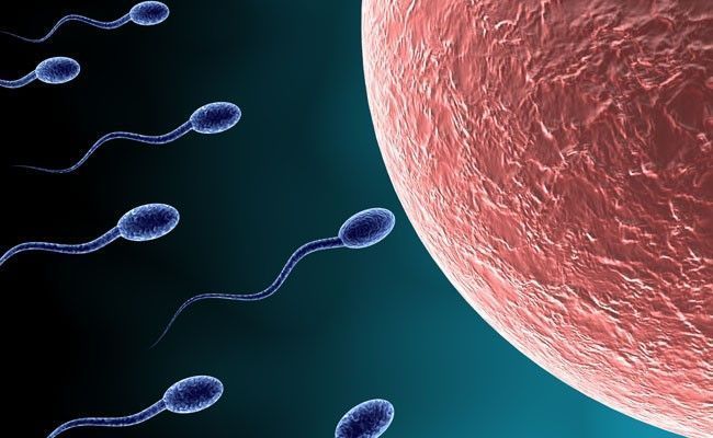 inseminacao-artificial-2