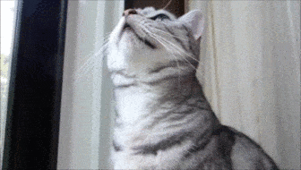 Foto: Reprodução / Giphy