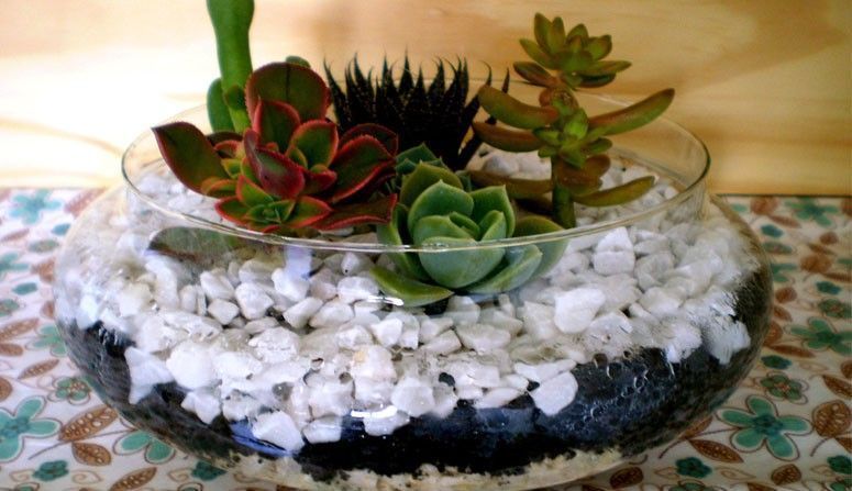 Como fazer um mini jardim de cactos e suculentas Casa da Vovó Como fazer um mini jardim de cactos e suculentas Casa da Vovó
