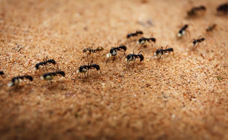 Resultado de imagem para formigas