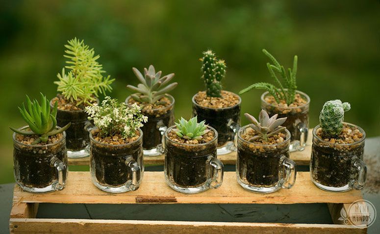 Mini vaso com suculenta ou cacto por R$ 20,00 na <a href="http://osminimundos.tanlup.com/product/1012810/mini-chopp-suculento" target="_blank">Os mini mundos</a>
