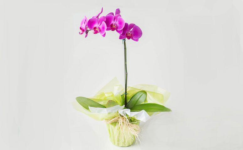 Orquídea Phalaenopsis pink por R$ 169,90 na <a href="http://www.isabelaflores.com/tipos-flores/orquideas/arranjos-com-orquideas/orquidea-phalaenopsis-pink.html" target="_blank"> Isabela Flores </a>
