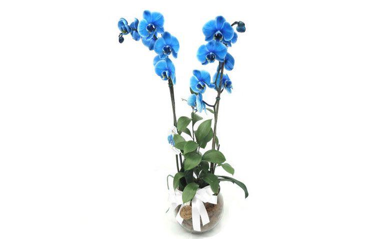 Orquídea Azul por R$ 158,00 na <a href="https://www.operagarden.com.br/produto/7318/orquidea-azul" target="_blank">Ópera Garden</a>