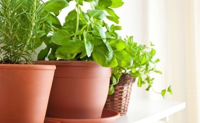 como-montar-uma-horta-em-apartamentos
