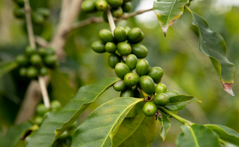 Café verde: o que é, benefícios, cuidados e contraindicações