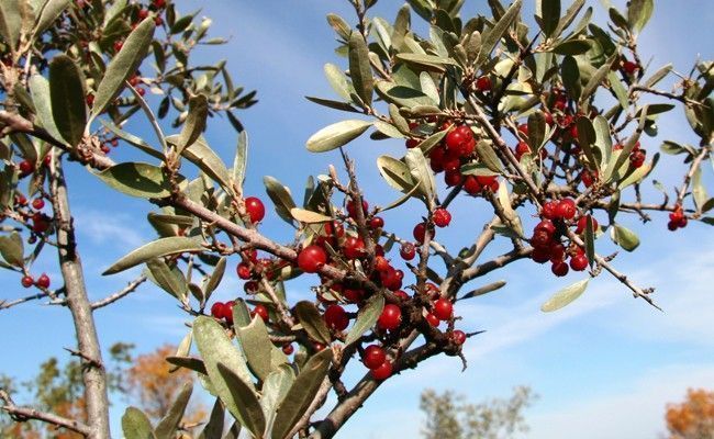 buffaloberry