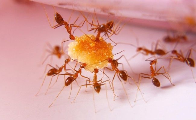 guerra-contra-as-formigas-solucoes-caseiras-e-dicas-para-extermina-las-2