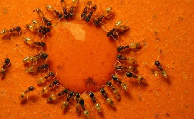 guerra-contra-as-formigas-solucoes-caseiras-e-dicas-para-extermina-las-3