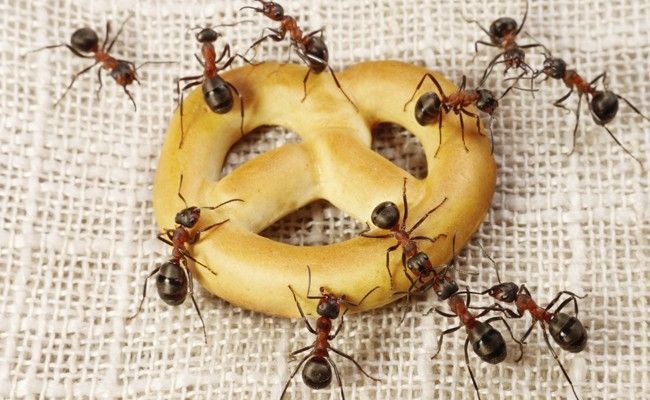guerra-contra-as-formigas-solucoes-caseiras-e-dicas-para-extermina-las