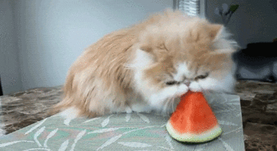 Foto: Reprodução / Giphy