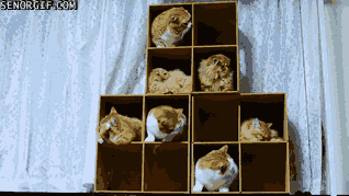 Organizador de gatos. Foto: Reprodução / Giphy