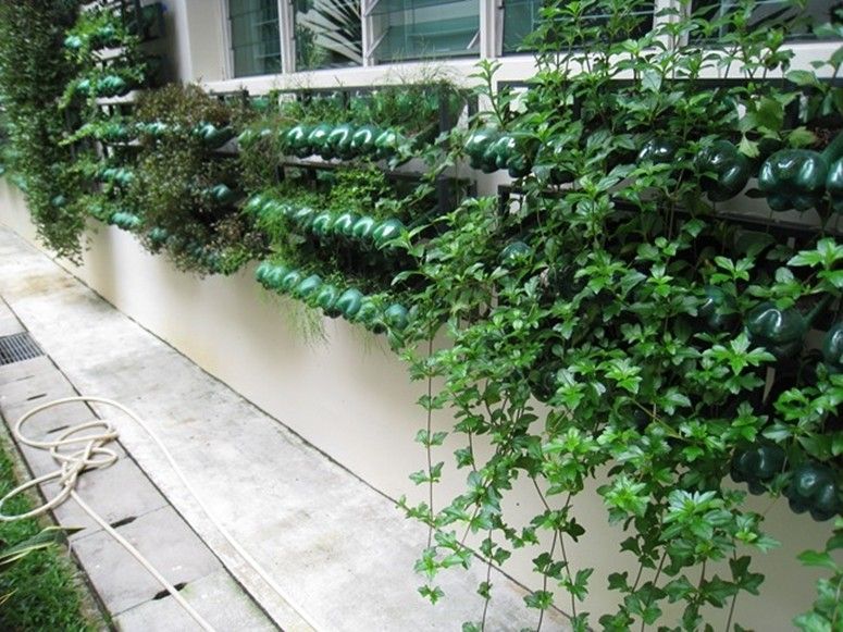 Foto: Reprodução / Dream N Grow It