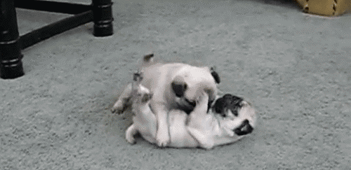 Foto: Reprodução / Giphy