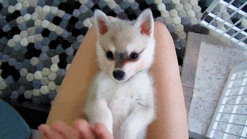 Foto: Reprodução / Giphy